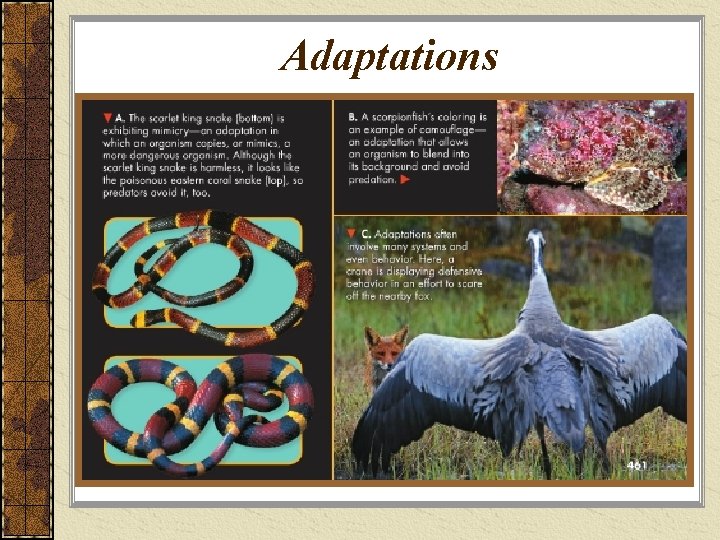 Adaptations 