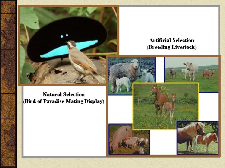 Artificial Selection (Breeding Livestock) Natural Selection (Bird of Paradise Mating Display) 
