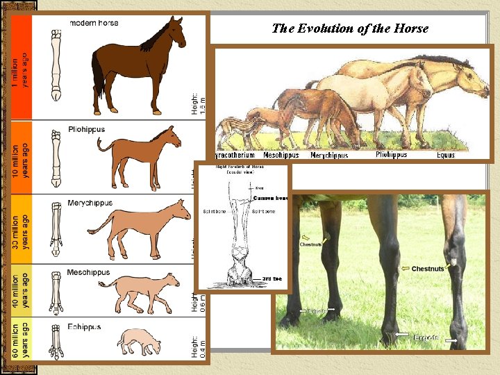 The Evolution of the Horse 