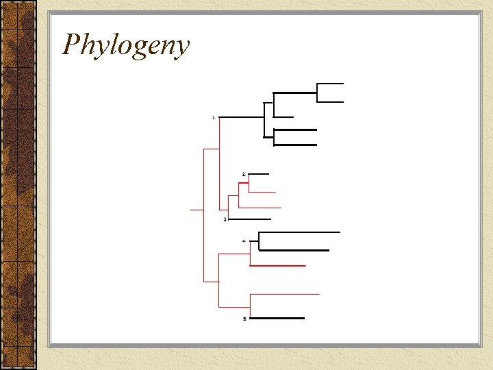 Phylogeny 