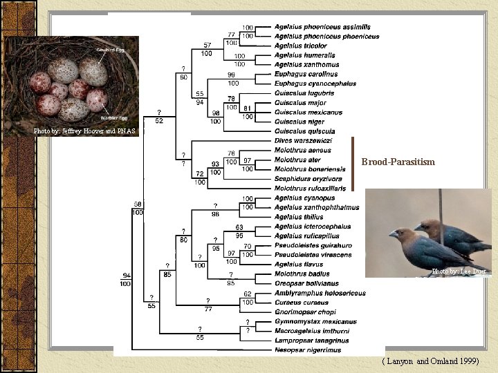 Photo by: Jeffrey Hoover and PNAS Brood-Parasitism Photo by: Lee Duer ( Lanyon and