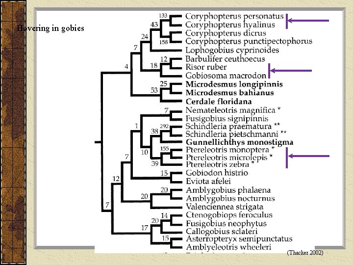 Hovering in gobies (Thacker 2002) 