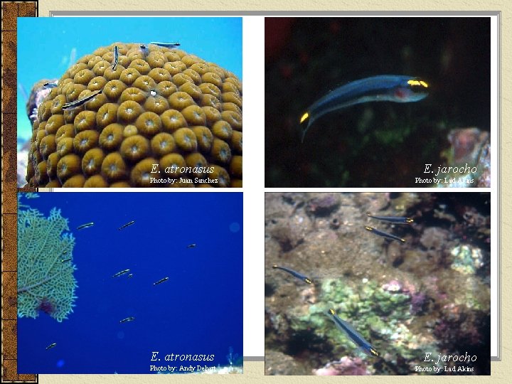 E. atronasus Photo by: Juan Sanchez E. atronasus Photo by: Andy Dehart E. jarocho
