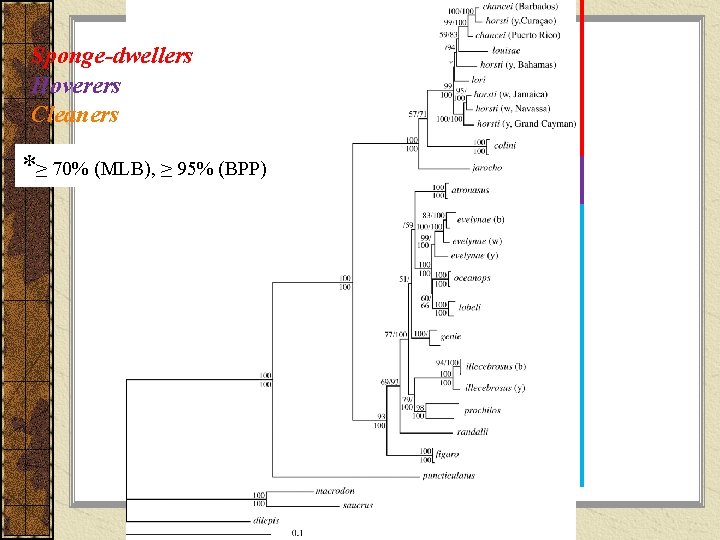 Sponge-dwellers Hoverers Cleaners *≥ 70% (MLB), ≥ 95% (BPP) 