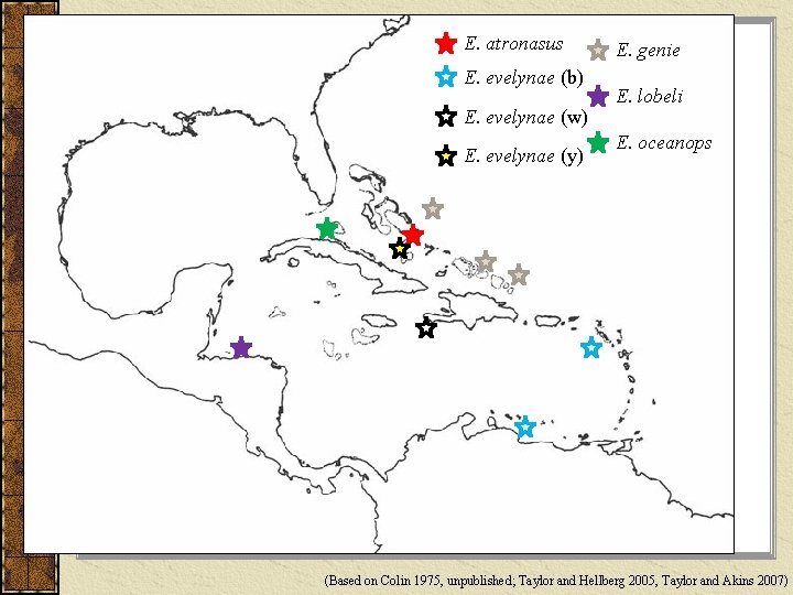 E. atronasus E. evelynae (b) E. evelynae (w) E. evelynae (y) E. genie E.