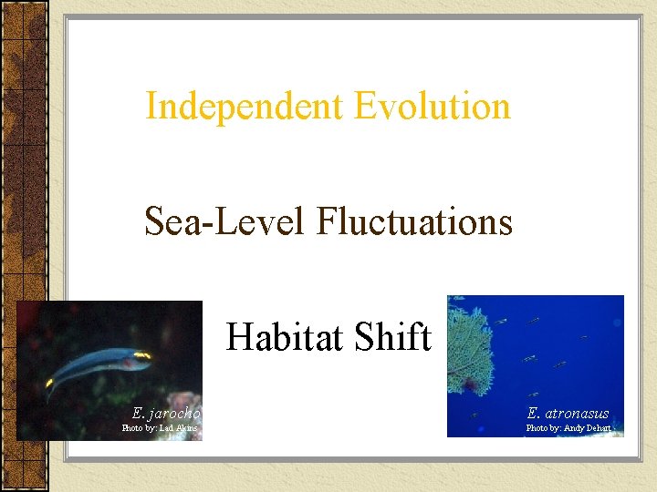 Independent Evolution Sea-Level Fluctuations Habitat Shift E. jarocho E. atronasus Photo by: Lad Akins