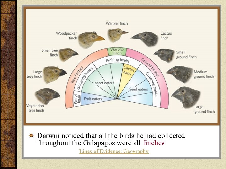 Darwin noticed that all the birds he had collected throughout the Galapagos were all