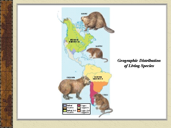 Geographic Distribution of Living Species 