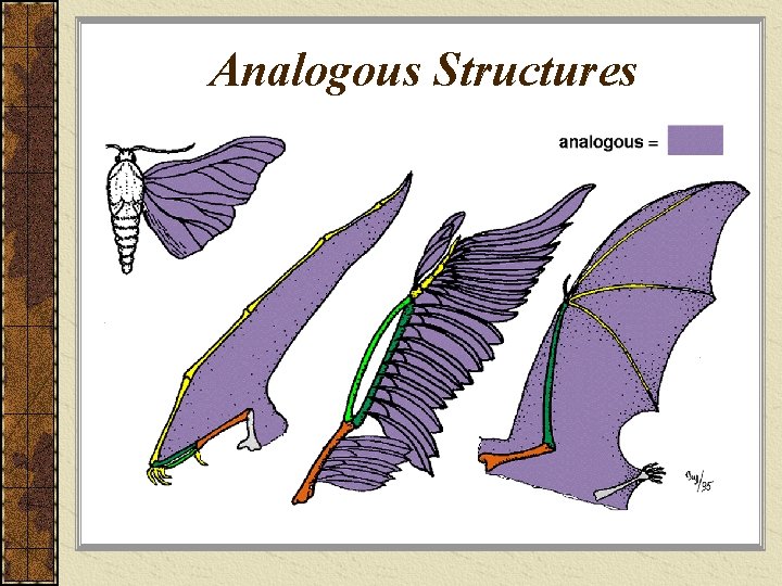 Analogous Structures 