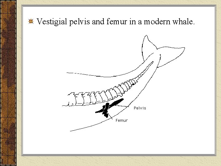 Vestigial pelvis and femur in a modern whale. 