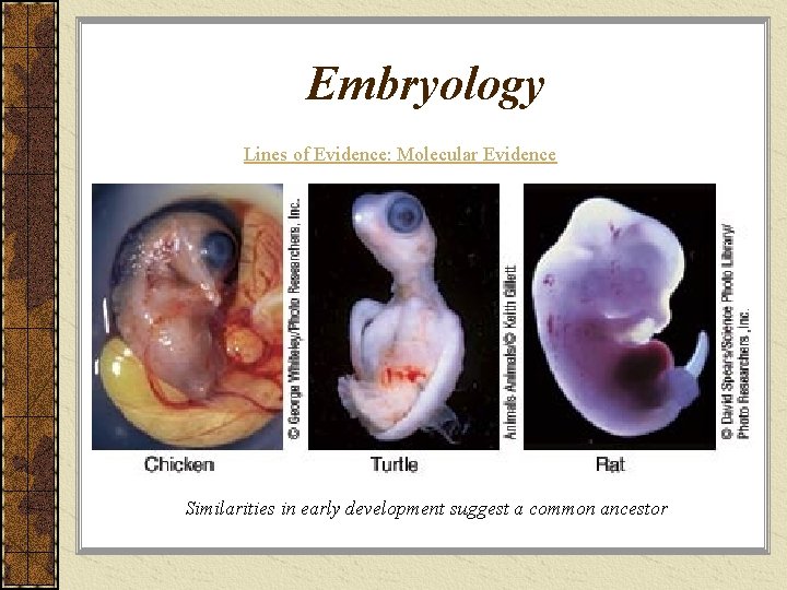 Embryology Lines of Evidence: Molecular Evidence Similarities in early development suggest a common ancestor