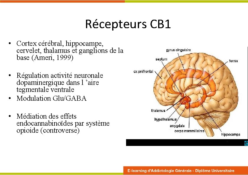 Récepteurs CB 1 • Cortex cérébral, hippocampe, cervelet, thalamus et ganglions de la base