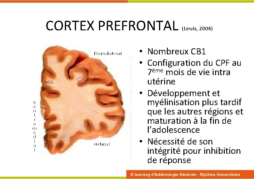 CORTEX PREFRONTAL (Lewis, 2004) • Nombreux CB 1 • Configuration du CPF au 7ème