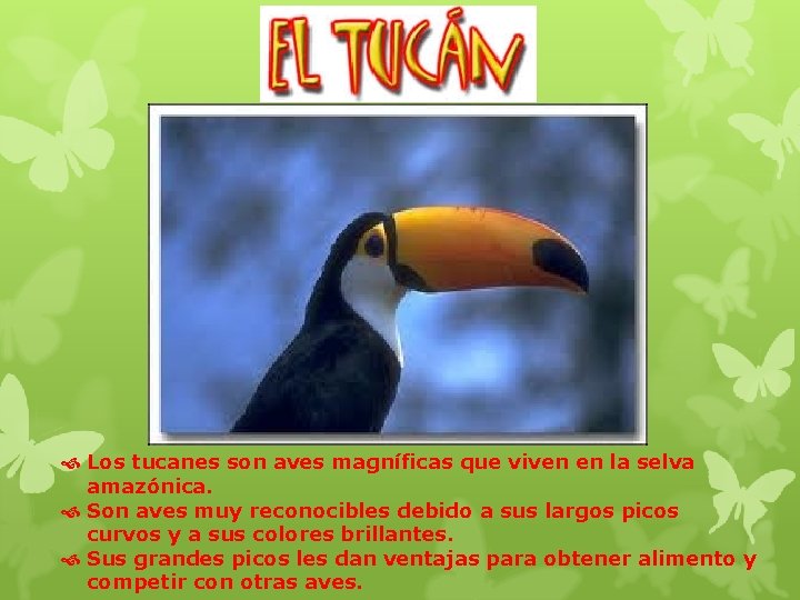  Los tucanes son aves magníficas que viven en la selva amazónica. Son aves