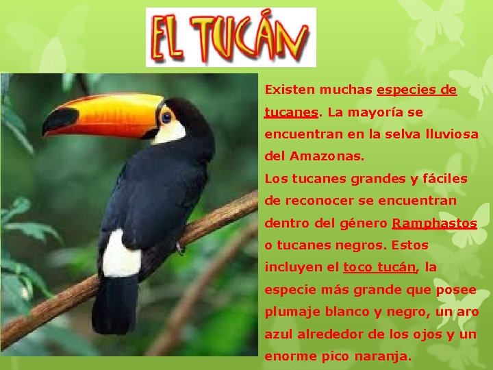 Existen muchas especies de tucanes. La mayoría se encuentran en la selva lluviosa del