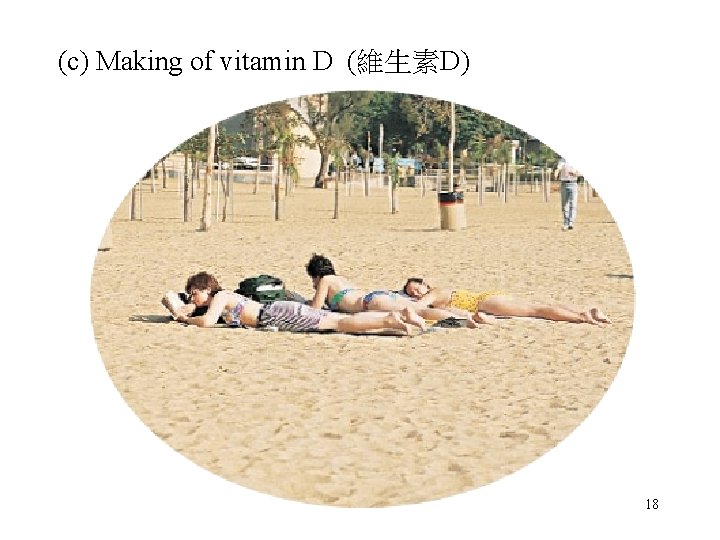 (c) Making of vitamin D (維生素D) 18 