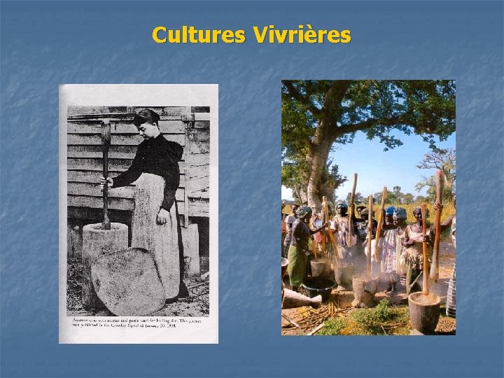 Cultures Vivrières 