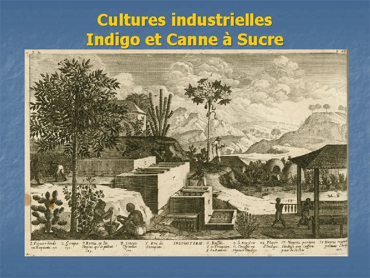 Cultures industrielles Indigo et Canne à Sucre 