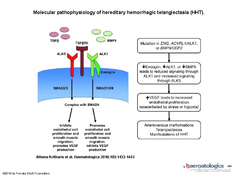 Molecular pathophysiology of hereditary hemorrhagic telangiectasia (HHT). Athena Kritharis et al. Haematologica 2018; 103: