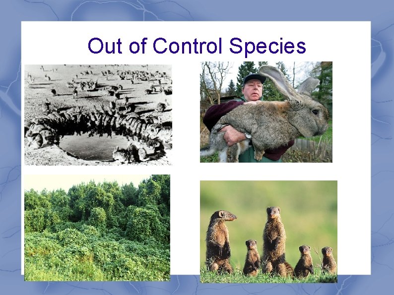 Out of Control Species Out of Control Species