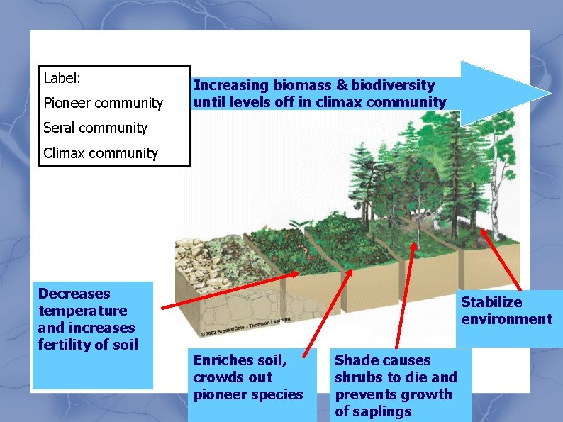 Label: Pioneer community Increasing biomass & biodiversity until levels off in climax community Seral