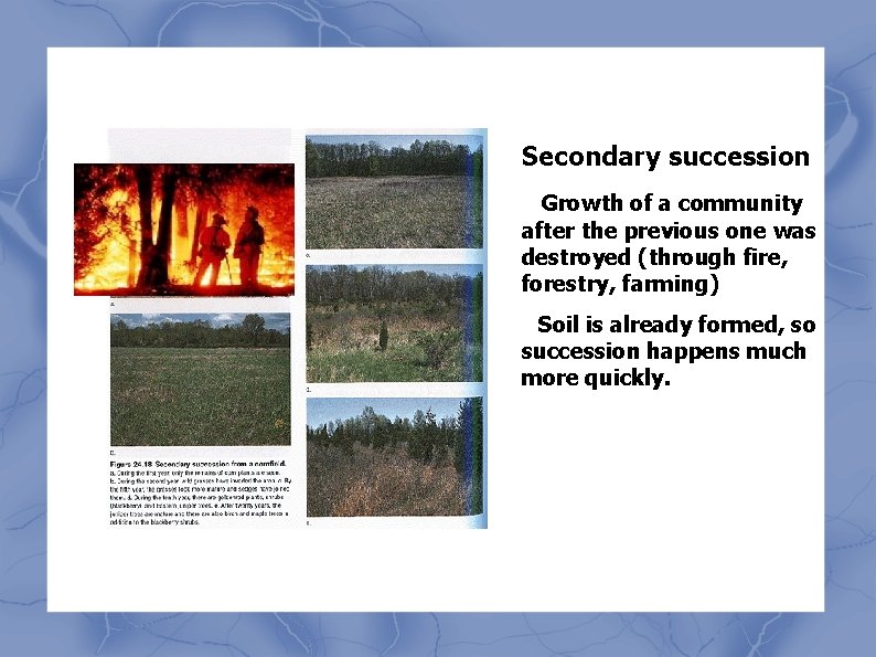 Secondary succession • Growth of a community after the previous one was destroyed (through