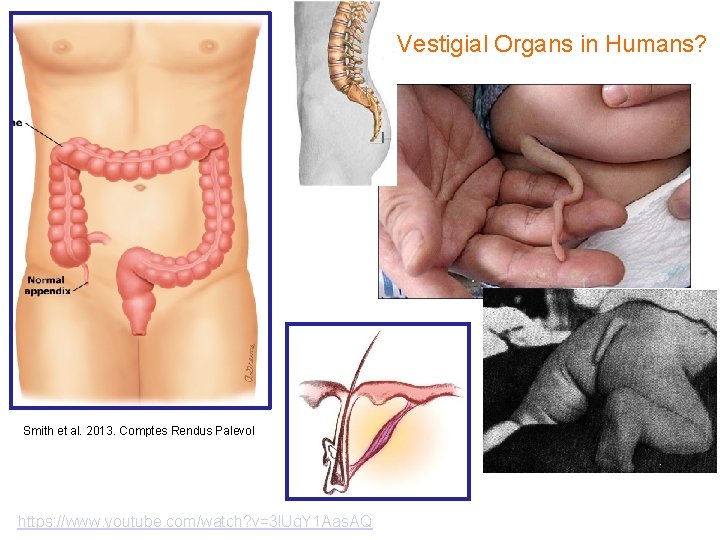 Vestigial Organs in Humans? Smith et al. 2013. Comptes Rendus Palevol https: //www. youtube.