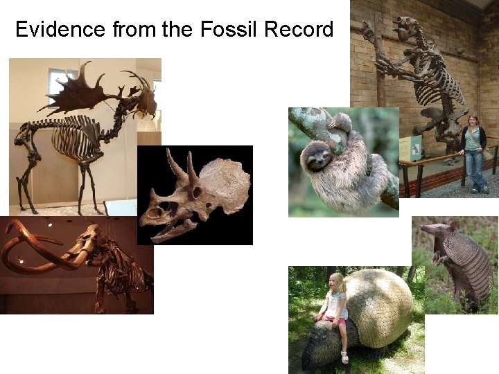 Evidence from the Fossil Record 