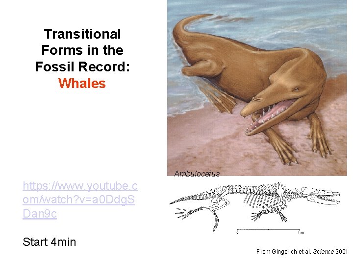 Transitional Forms in the Fossil Record: Whales Ambulocetus https: //www. youtube. c om/watch? v=a
