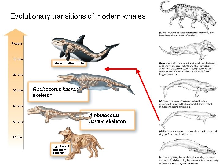 Evolutionary transitions of modern whales Present 10 MYA Modern toothed whales 20 MYA 30