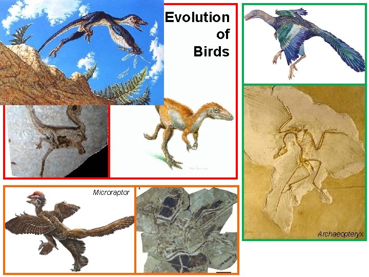 Sinosauropteryx Evolution of Birds Microraptor Archaeopteryx 