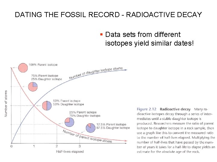 DATING THE FOSSIL RECORD - RADIOACTIVE DECAY § Data sets from different isotopes yield