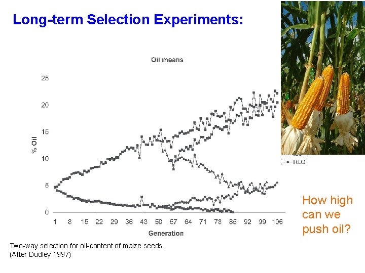 Long-term Selection Experiments: How high can we push oil? Two-way selection for oil-content of