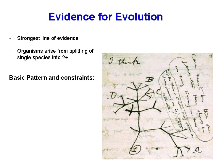 Evidence for Evolution • Strongest line of evidence • Organisms arise from splitting of