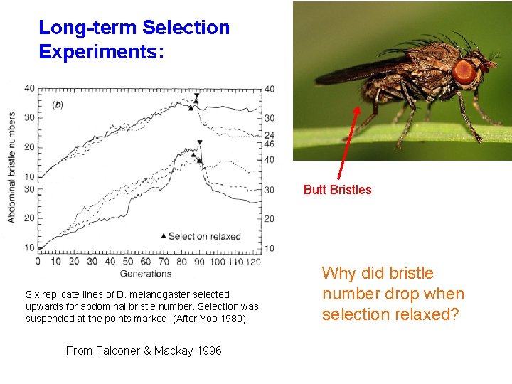 Long-term Selection Experiments: Butt Bristles Six replicate lines of D. melanogaster selected upwards for