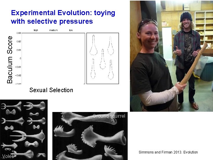 Baculum Score Experimental Evolution: toying with selective pressures Sexual Selection Ground squirrel Voles Simmons