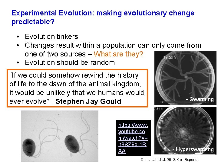 Experimental Evolution: making evolutionary change predictable? • Evolution tinkers • Changes result within a