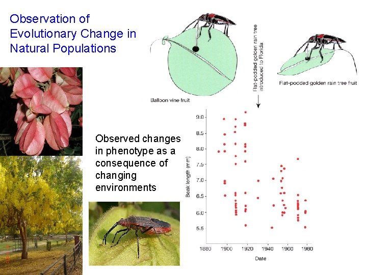 Observation of Evolutionary Change in Natural Populations Observed changes in phenotype as a consequence