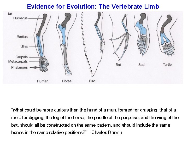 Evidence for Evolution: The Vertebrate Limb “What could be more curious than the hand