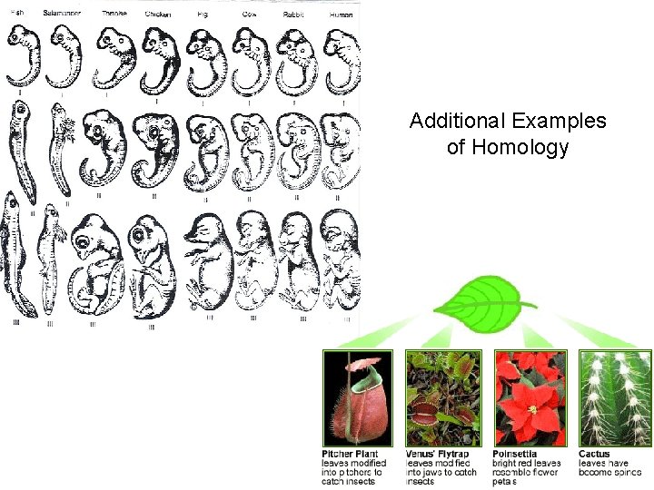 Additional Examples of Homology 