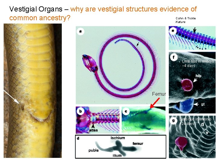 Vestigial Organs – why are vestigial structures evidence of Cohn & Tickle common ancestry?