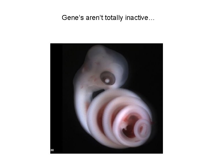 Gene’s aren’t totally inactive… 