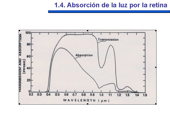 1. 4. Absorción de la luz por la retina 