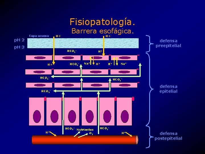 Fisiopatología. Capa acuosa p. H 2 H+ Barrera esofágica. H+ defensa preepitelial p. H