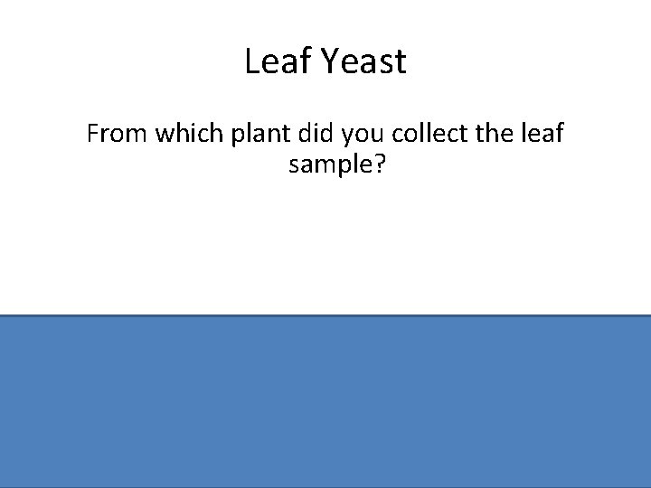 Leaf Yeast From which plant did you collect the leaf sample? Ash / Sycamore