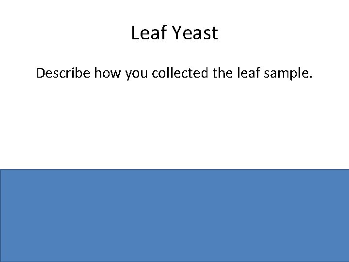 Leaf Yeast Describe how you collected the leaf sample. Cut or pick /container or