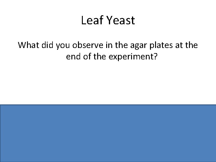 Leaf Yeast What did you observe in the agar plates at the end of