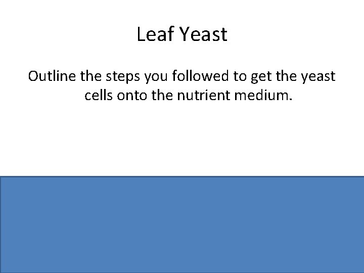 Leaf Yeast Outline the steps you followed to get the yeast cells onto the