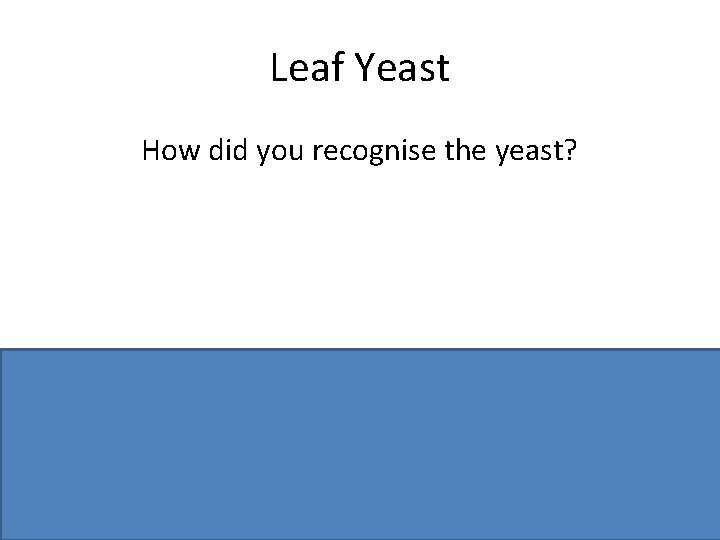 Leaf Yeast How did you recognise the yeast? Pink colonies 