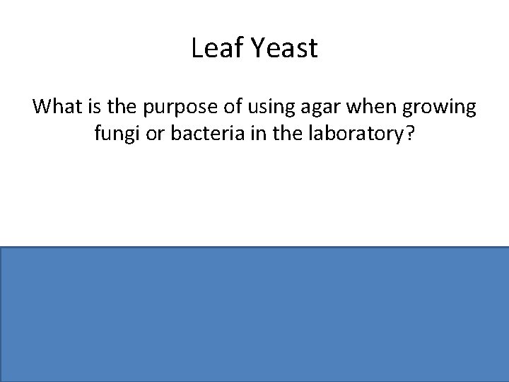 Leaf Yeast What is the purpose of using agar when growing fungi or bacteria